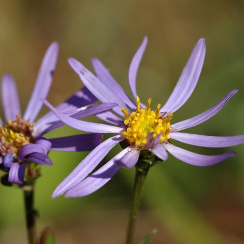 Aster amelle